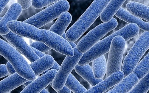 Vi khuẩn Clostridium botulinum: Những điều cần biết